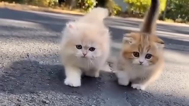 Kitty