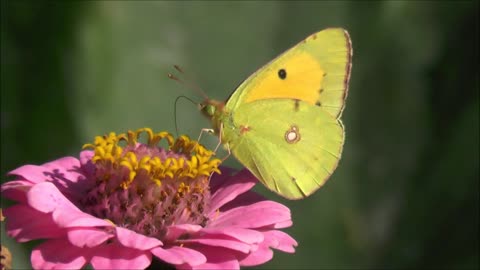 beautiful green butterfly