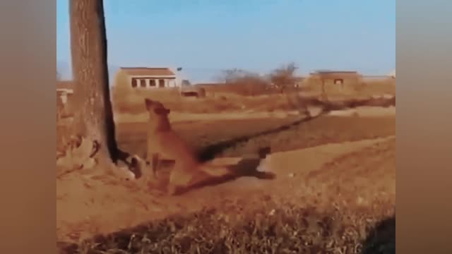 Dog jump