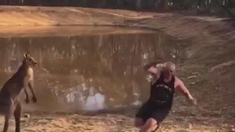 Man vs Kangaroo
