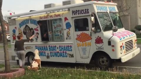 Pit Bull patiently waits in line for ice cream