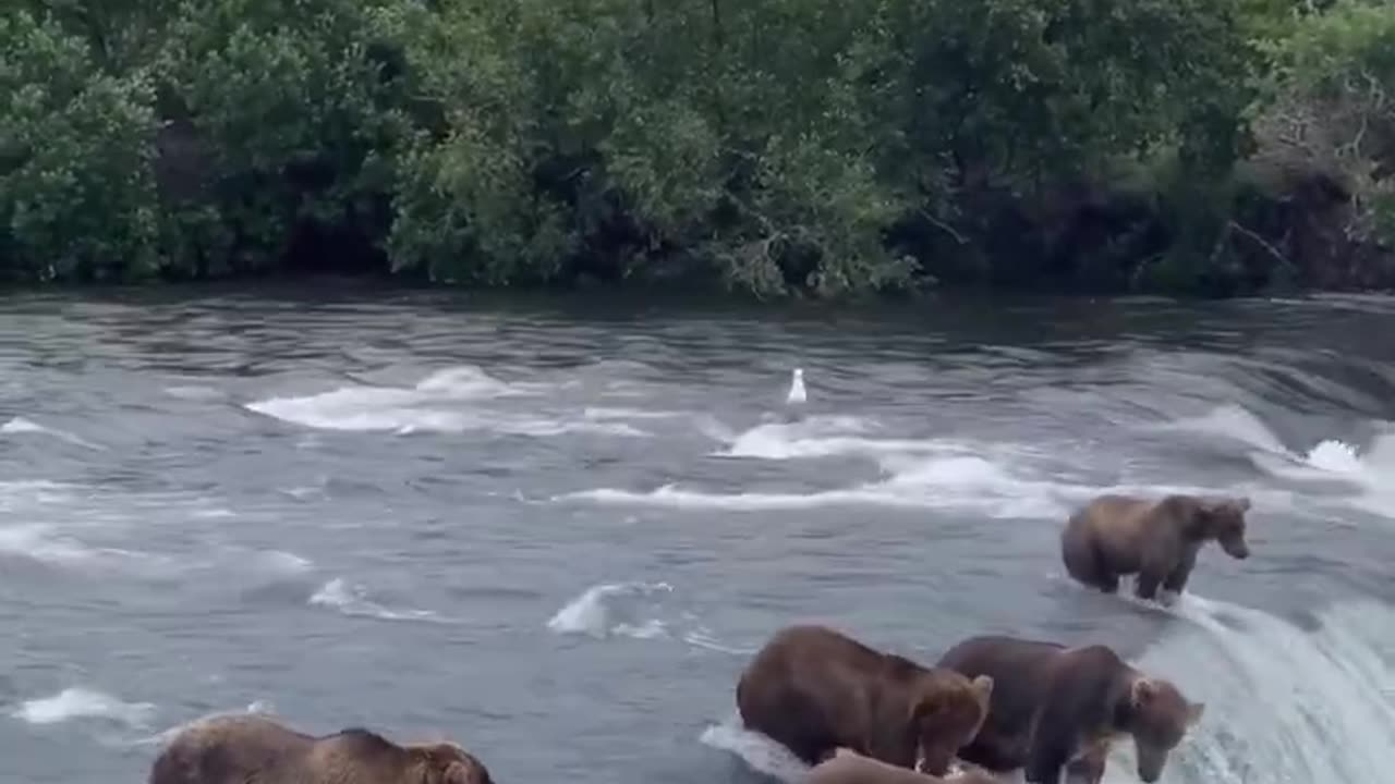 Brown bears waiting for salmon at the falls