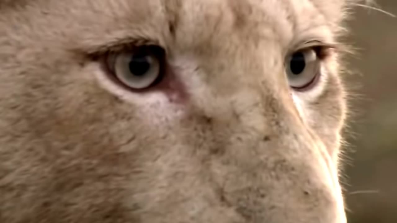 The Rare and Exotic Animals - White Lions--[HD]National Geographic[Full Documentary]