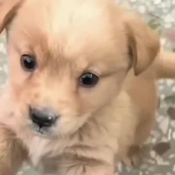 Baby dog#cute puppy barking#4kviral#shorts