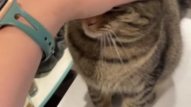 This cat's love language is quality time and affirmations.