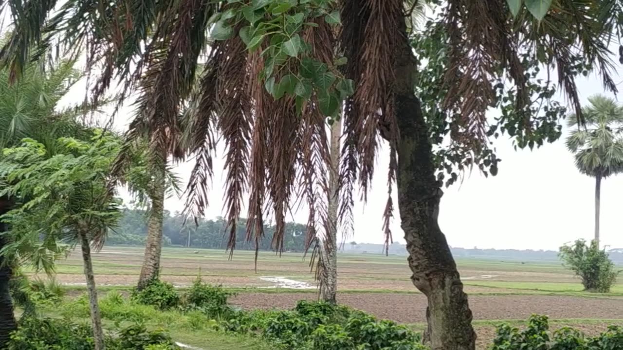 Bangladeshi village nature