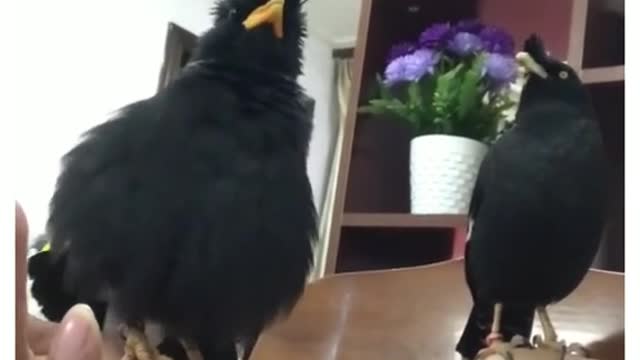 The bird had escaped from captivity.
