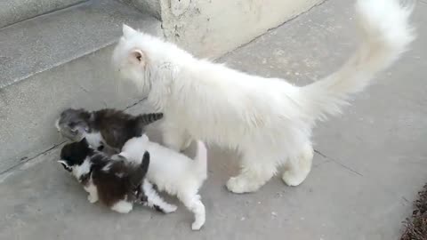beaer Cat Walking With Her Kittens And Hitting Them To Geta