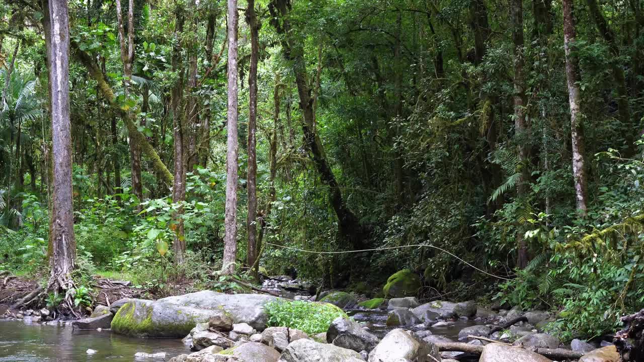Jungle Sounds - Sounds of the Costa Rican rainforest