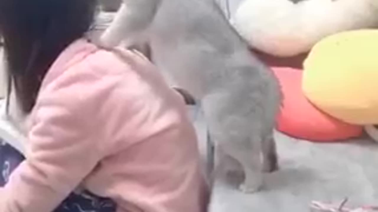 Funniest_Animals_cat & DOGS &, more_Videos_Will_Make_You_Laugh_#25_-_Funny_Animal_Videos2023