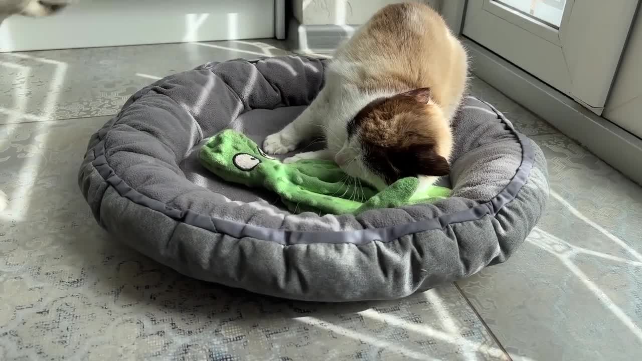 What does a Golden Retriever Puppy do when a Cat Occupied her Bed