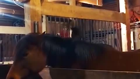 Funny Horse Vids - Dont Laugh too Hard