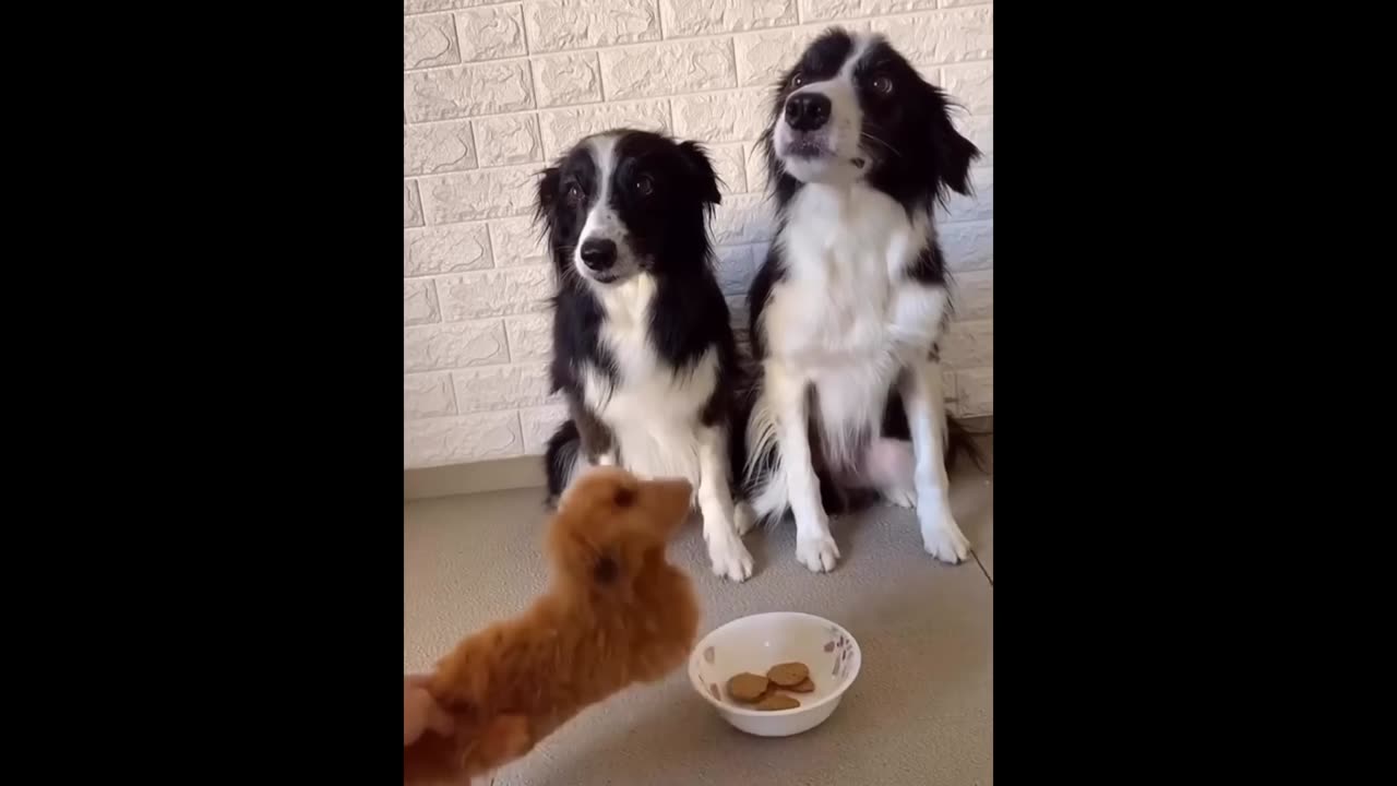 New Funny Animals 😂 Funniest Cats and Dogs Videos 😺🐶