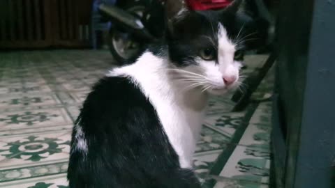 My beautiful and Cute Pets Cat and Puppy Dog Funny Moment