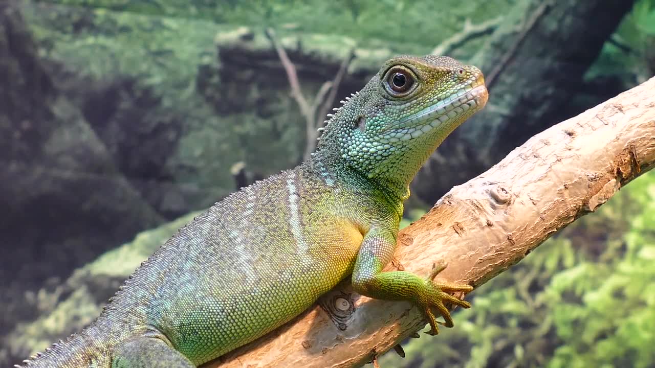 Water Dragon Chinese Lizard