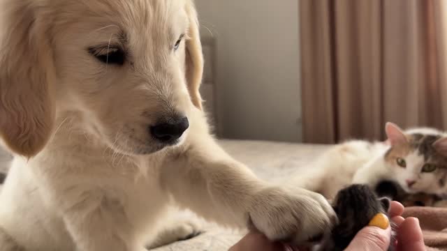 Golden Retriever Puppy Meets Mom Cat with Newborn Kittens for the First Time