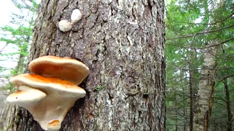 Mushrooms