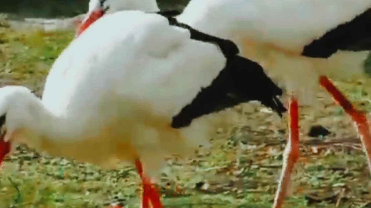 Funny bird