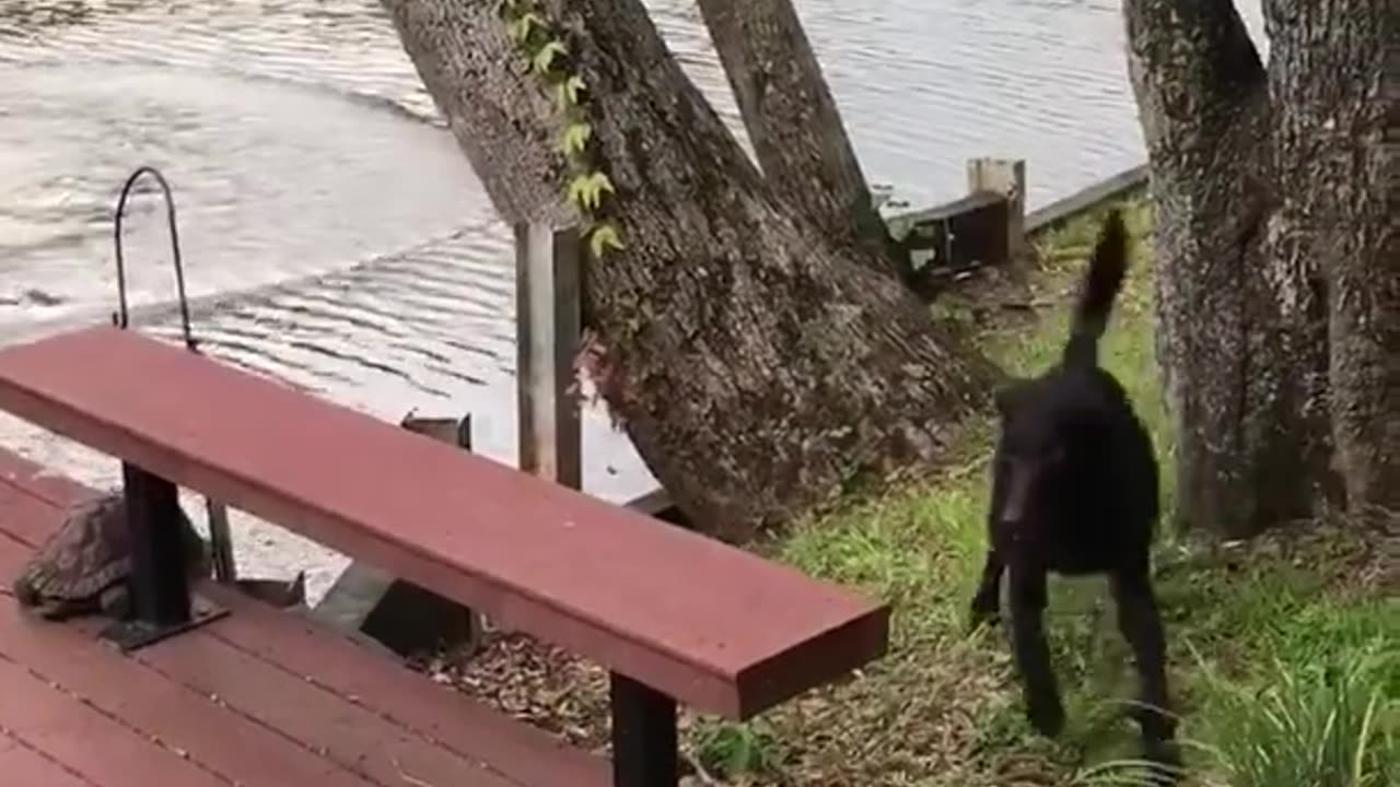 Dogs (Buster & Jazz) panic when owner swings out and falls into lake, then swim out to rescue him.