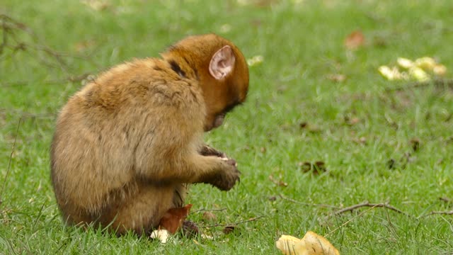 A monkey eats a banana