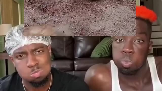 Funny Meme Video