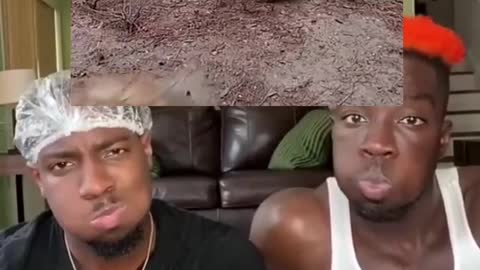 Funny Meme Video