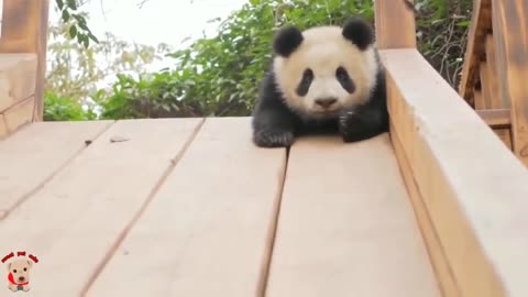 Pandas : Cute & Funny Videos ^_^