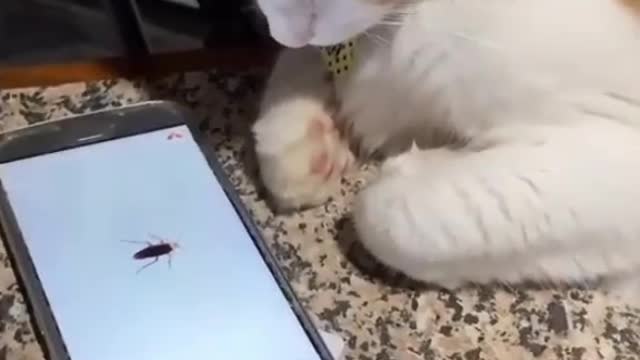 Prank with cat on the phone😂 Wait for end 😂