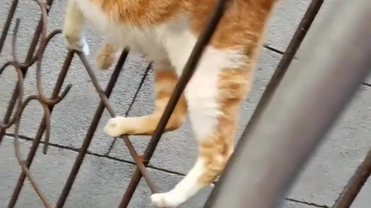 How Cat Walk on the Gril