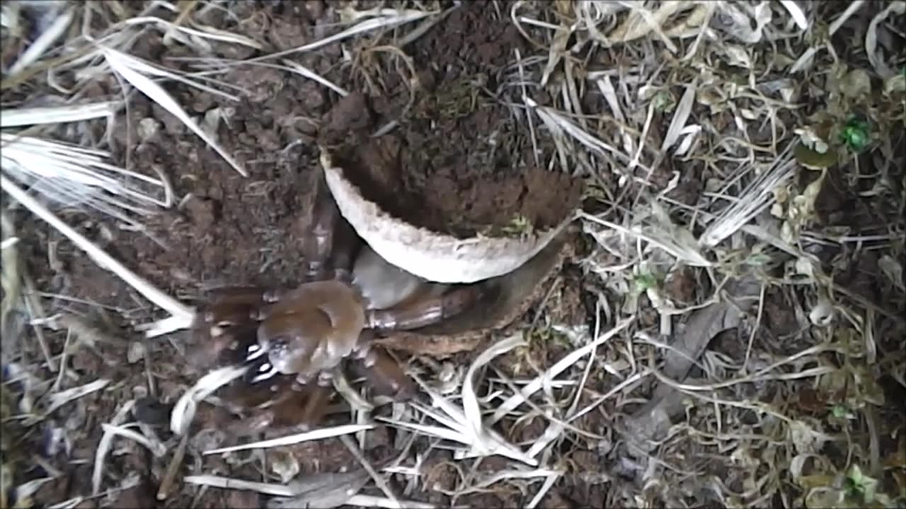 Trapdoor Spider Snatches The Green Moth