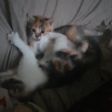 Cute kittens fighting