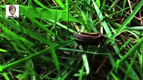 8 Most Dangerous Animals of Amazon | دنیا کے سب سے حطرناک جانور |