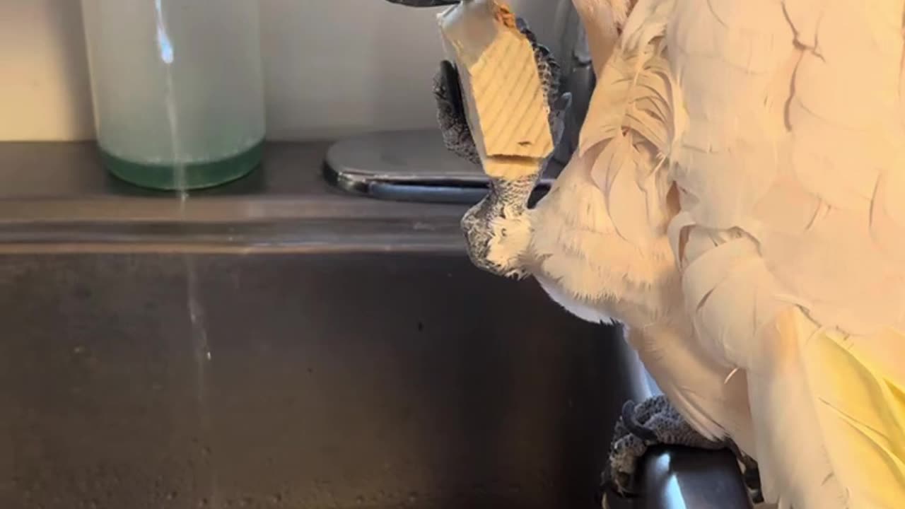 Misha the Carpenter: Moluccan Cockatoo's DIY Project at the Sink 🛠️🦜 | Bird Block Bonanza