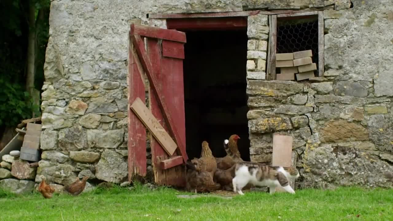 The Cat Who Adopts Baby Ducklings | Animal Odd Couples | Real Wild