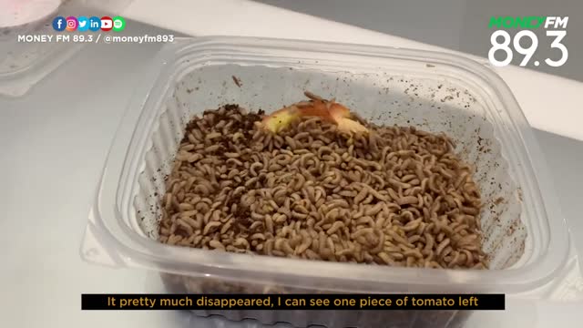 Using black soldier flies to fight food waste in Singapore