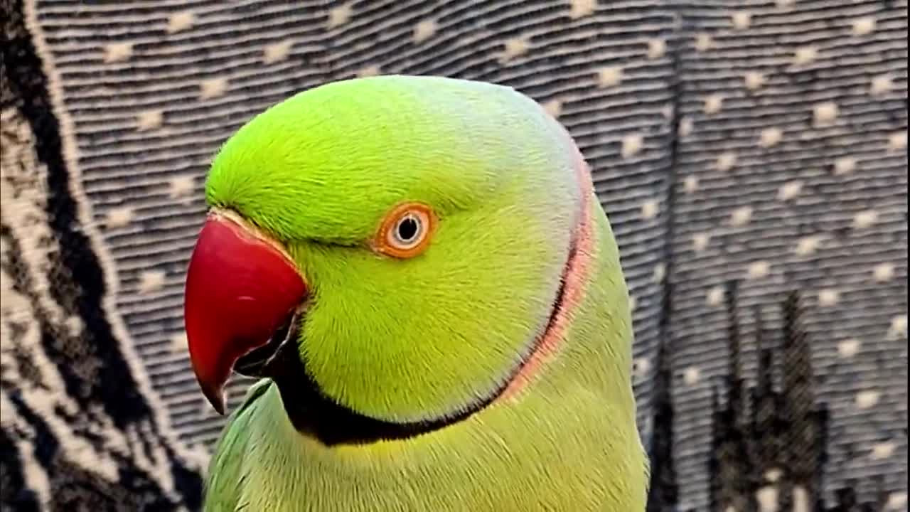 TALKING PARROT