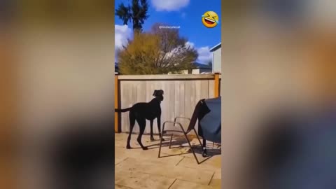 Funny Animal Video