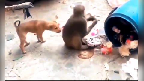 Amezing funny video dog 🐶 and monkey 🐒