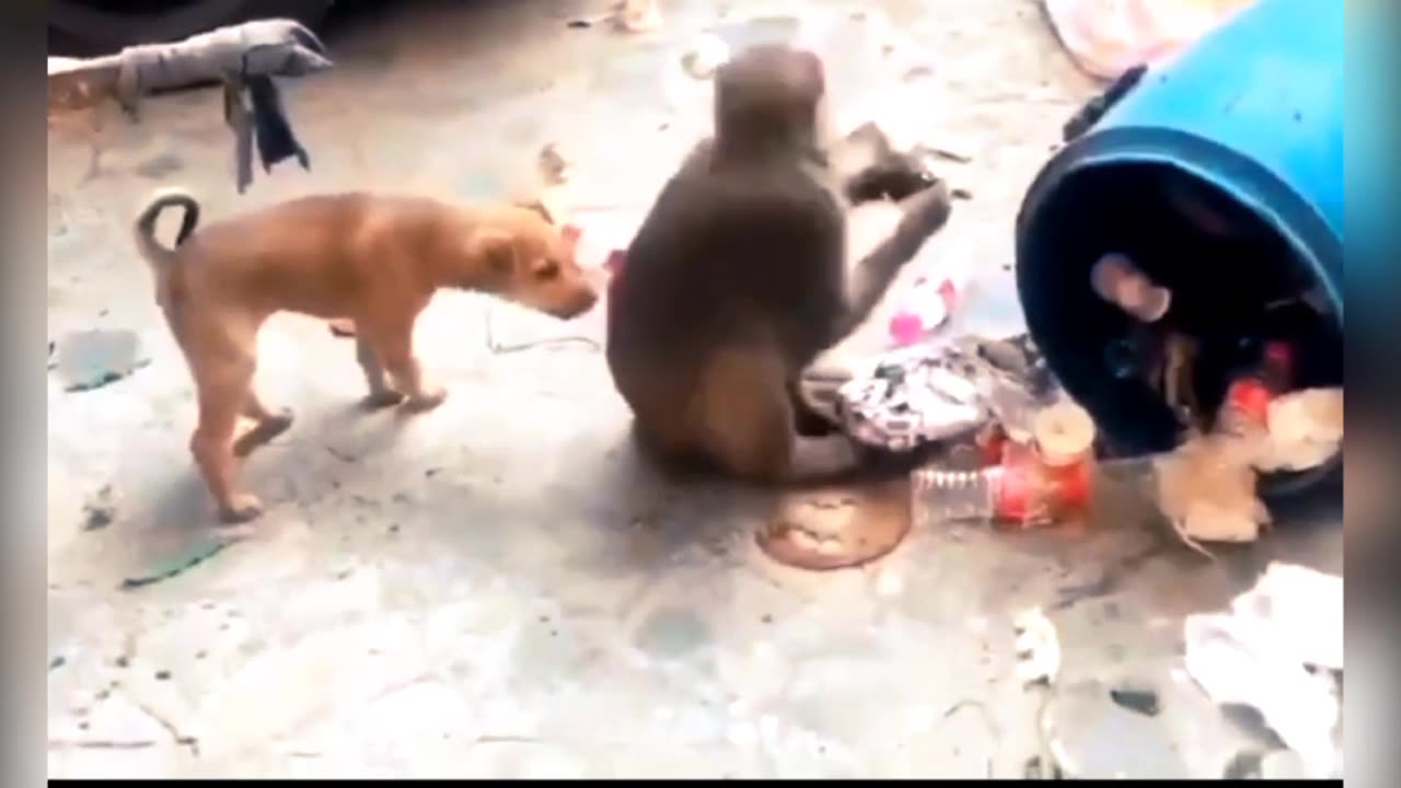 Amezing funny video dog 🐶 and monkey 🐒