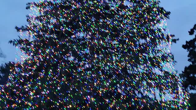 Enjoying The Christmas Lights At The Toledo Zoo 5