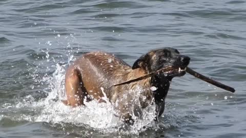 Both dogs swim in river and one dog rescue the stick