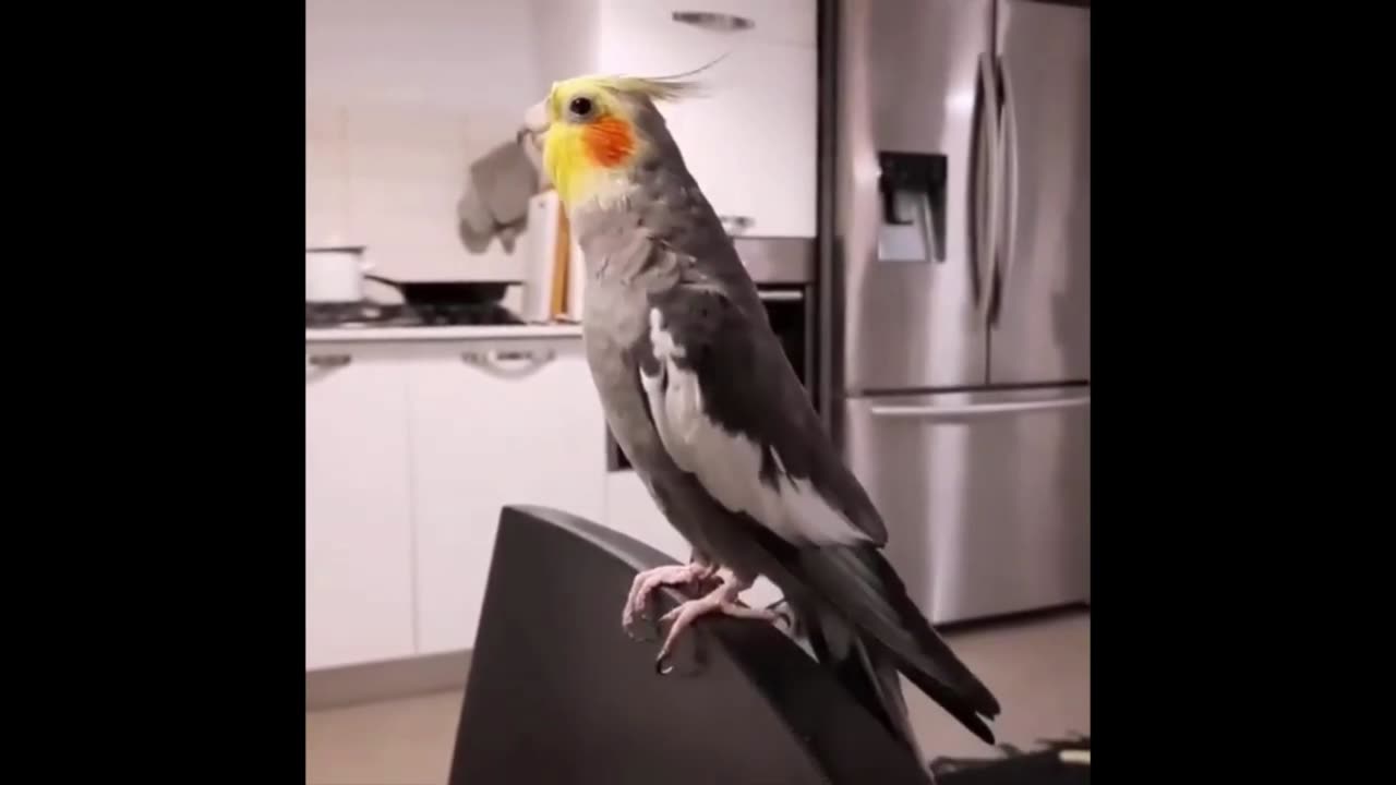 Funny Bird Videos 2