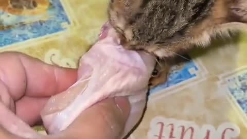 cats doing cat stuff