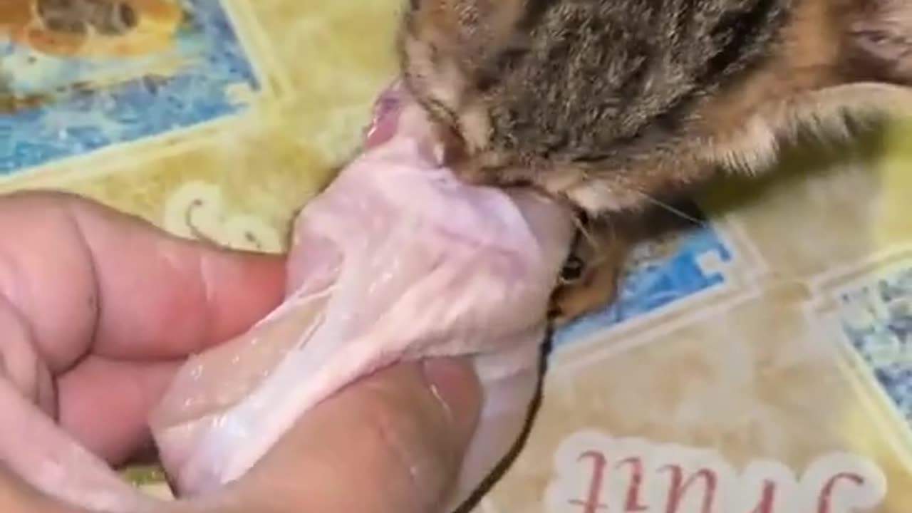 cats doing cat stuff