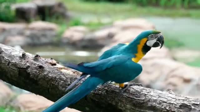 Funny Parrots shorts youtubeshorts_AnimalEdison_2021.