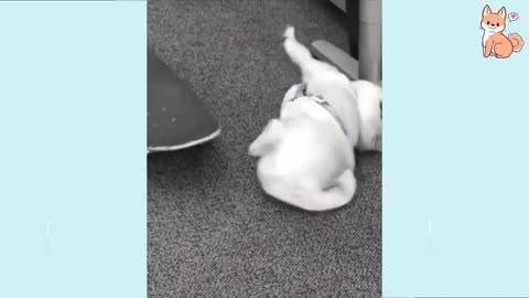 Most Hilarious Dog Pee 🤣 Funny Dog Videos 😂🐶