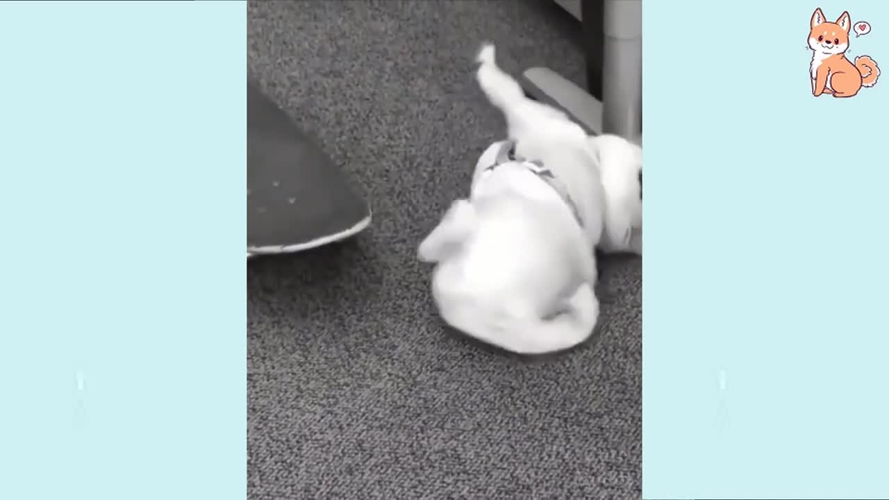 Most Hilarious Dog Pee 🤣 Funny Dog Videos 😂🐶