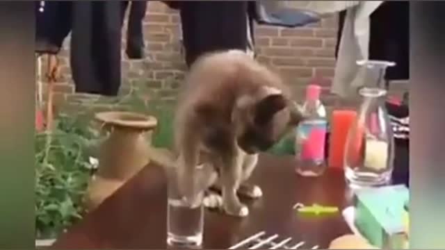 Funny cat and video cat full comedy