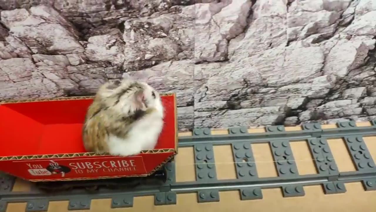 Hamster escapes the awesome maze for Pets in real life