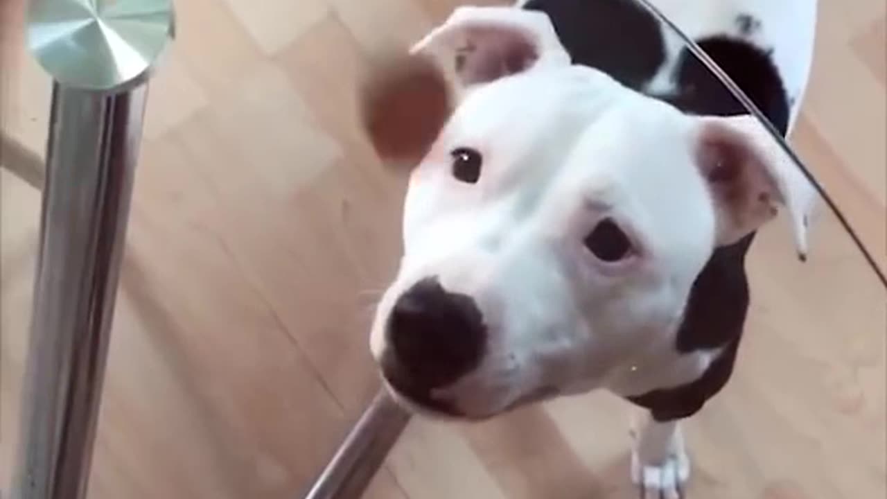 funny dog videos try not to laugh